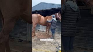 Why I suck at horse clipping and grooming! #horse #horsegroom #horseriding #equestrian #showjumper