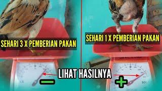 METODE BARU  LAGI  !! POLA PEMBERIAN PAKAN 1X SEHARI DENGAN HASIL LEBIH MAKSIMAL