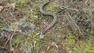 Horned viper (Vipera ammodytes)