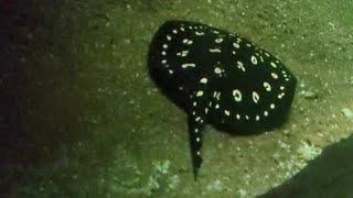 Unique and Striking Appearance of Xingu River Ray