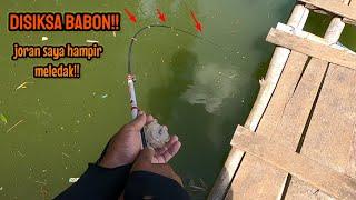 ASLI BABON‼️SPOT INI BENAR BENAR PENUH KEJUTAN || mancing ikan red devil NAHOL MANIA