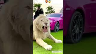 Angry Lion Roaring With Dubai King | Simba Shorts |