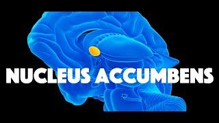 Nucleus Accumbens