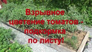 14 Взрывное цветение томатов! Подкормка по листу - богатый урожай!