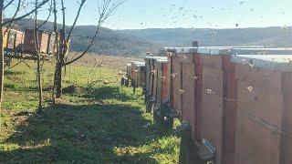 Обліт сім'ю не обробляли бепіном