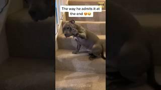 The Way He Admits In The End #funnydogvideos #comedyshorts #funnymoments