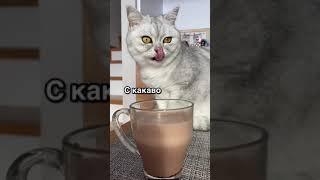 Смешные коты - Майя  #смешныекоты #кошка #смешноевидео