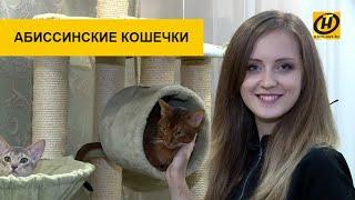 Абиссинские кошечки. Всё о породе, как содержать и ухаживать?