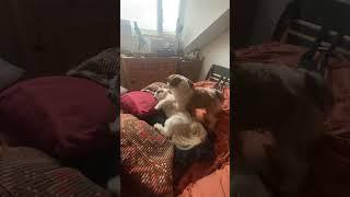 Shih tzu fighting