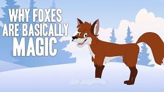 Why Foxes Are Basically Magic