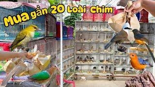 Tậu thêm 20 loài Chim Cảnh đẹp Giá Rẻ tại chợ Hàng - Hải Phòng & Các cửa hàng vỉa hè || Đạt Bird TV