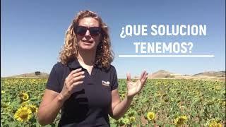 GIRASOL EDISON: La solución para el control del jopo