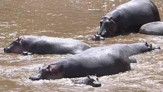 Hippos waiting in anticipation - Maasai Mara