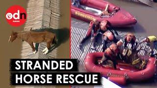 Brazil Floods: Dramatic Rescue of Horse Stranded on Rooftop For Days