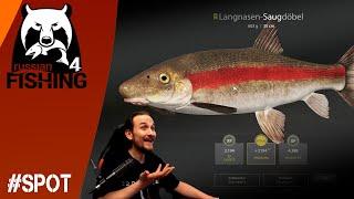 Russian Fishing 4 - Langnasen Saugdöbel - Auf Match am Jama