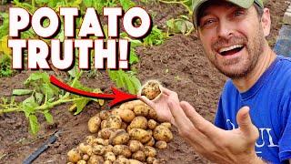 The Truth About When To Harvest Potatoes!