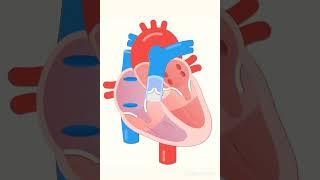 Heart beat, Cordiac cycle  3D animation #shorts  #tgt #pgt #2023 #biology #neet