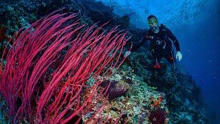 UNDERWATER #youtube #tatuatissima #sea TRIESTE