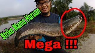 Strike Mama² Haruan total 4kg ++ -Part 1