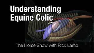 Understanding Equine Colic