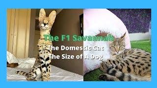 F1 Savannah Cats - Half Serval Cat  & Half Domestic Exotic Cats (2021)