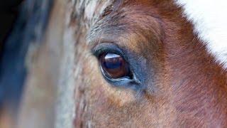 Pigeon: An A to Z of Horseome