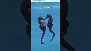 unique facts about seahorses #shortvideo #uniquefact #seahorses