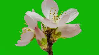 Flower green screen effect HD