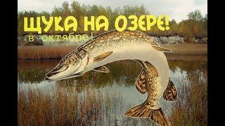 Как ловить щуку на озере и карьере с берега?