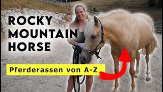 Pferderassen von A-Z | Rocky Mountain Horse - Das exotische Gangpferd