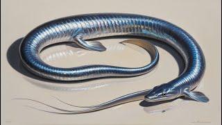 Eels: The Mysterious Life Cycle, Habitat, and Behavior of These Fascinating Creatures!