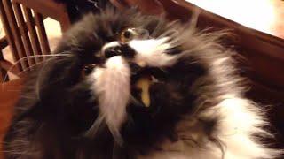 Cat gets brain freeze - funny cats getting brainfreeze compilation