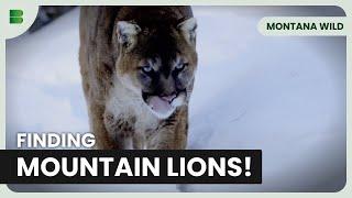 Tracking Mountain Lions! - Montana Wild - Documentary