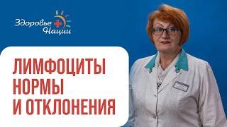 Нормы лимфоцитов в крови: у детей, у взрослых, во время беременности