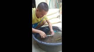 Red Balete cut back & re pot part 2