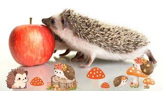 Curious Hedgehogs - Fun Facts You Never Knew!