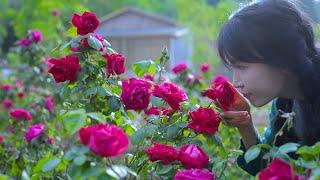 The life of roses. | Rose is a treasure flower: Beautiful, eatable, and full of love.丨Liziqi Channel