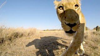 The Big Hunt Experiment | The Lion Whisperer