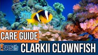 What to Know about Clarkii Clownfish Care!