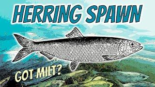 WHY Pacific Herring Spawn is a MUST SEE