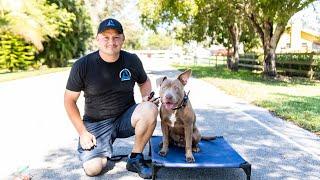 Live Dog Training with American Standard Dog Training