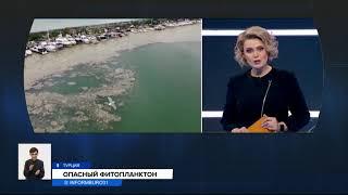 Морская слизь у берегов Турции грозит экологической катастрофой