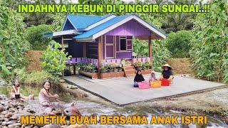 INDAHNYA KEBUN DI PINGGIR SUNGAI..!! MEMETIK BUAH SEGAR BERSAMA ANAK ISTRI