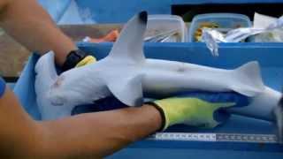 Scalloped Hammerhead Shark Conservation in Costa Rica