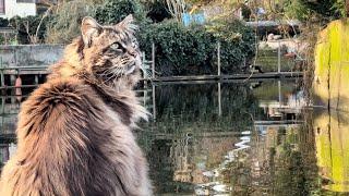 Louis is meeting a surprised cat watching him kayaking!  