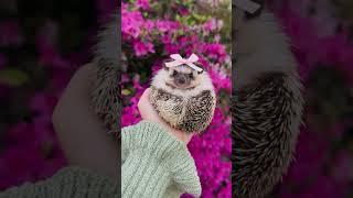 Hello Spring!       #hedgehog #hedgehogs #hedgehogsofinstagram #hedgehoglove #babyhedgehog #hedgehog