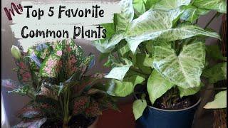 My Top 5 Favorite Common Houseplants | Basic House Plants