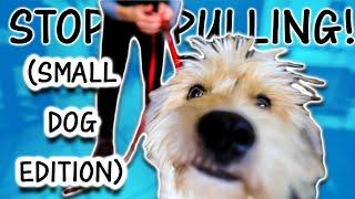 How To INSTANTLY Stop Puppy Pulling On Leash (GUARANTEED!)