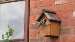 Great Tits Using Our Nest Box