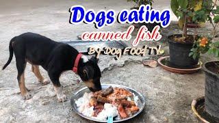 Dogs eating canned fish episode 401| By Dog Food TV